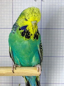 Участник №178 фото