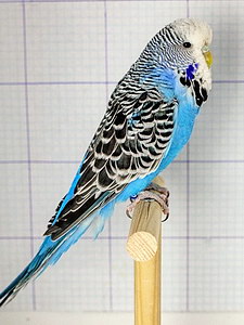 Участник №179 фото