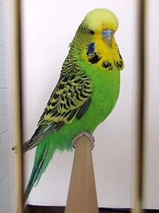 Участник №18 фото