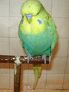 Участник №183 фото