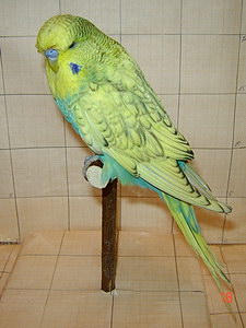 Участник №183 фото