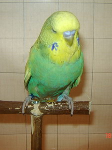 Участник №184 фото