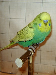 Участник №184 фото