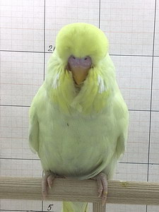 Участник №185 фото