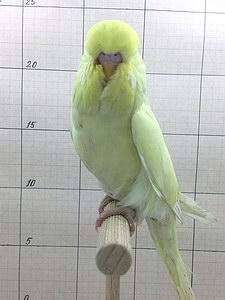 Участник №185 фото