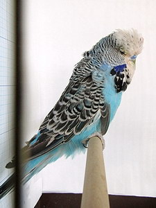 Участник №186 фото