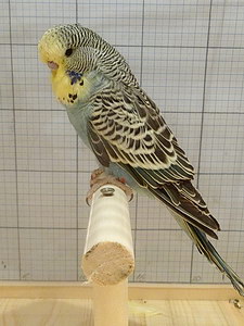 Участник №190 фото