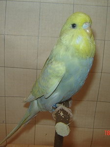 Участник №198 фото