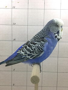 Участник №2 фото