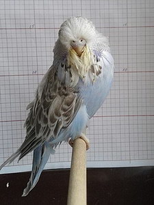 Участник №208 фото