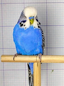 Участник №21 фото