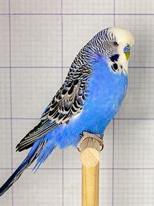 Участник №21 фото