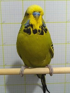 Участник №25 фото