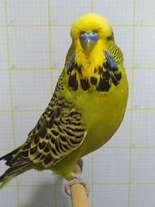 Участник №25 фото