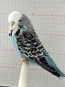 Участник №26 фото