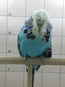 Участник №27 фото