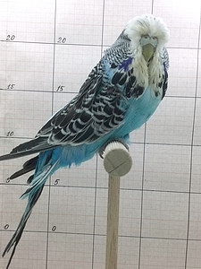 Участник №27 фото