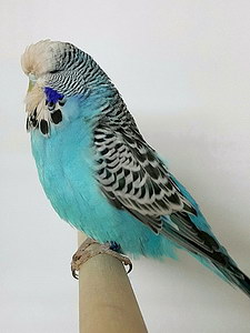 Участник №28 фото