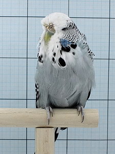 Участник №29 фото