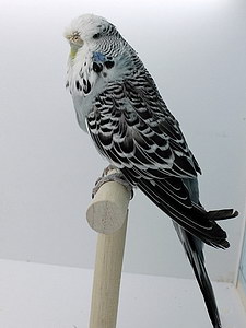 Участник №29 фото