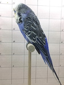 Участник №3 фото