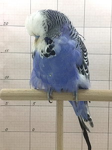 Участник №3 фото