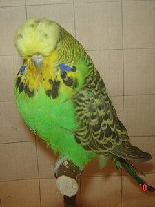 Участник №31 фото