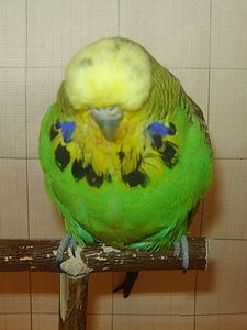 Участник №31 фото