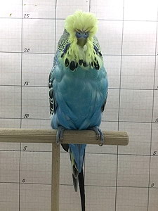 Участник №32 фото