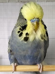 Участник №33 фото