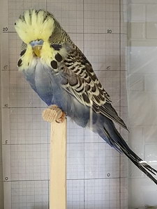 Участник №33 фото