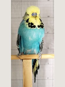 Участник №34 фото