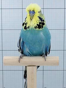 Участник №35 фото