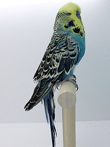 Участник №35 фото