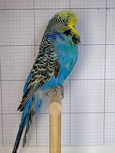 Участник №36 фото