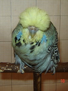 Участник №37 фото