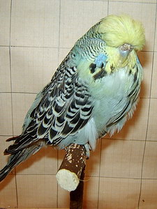 Участник №37 фото