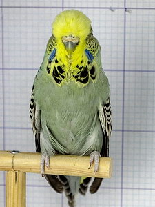 Участник №38 фото