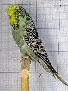 Участник №38 фото