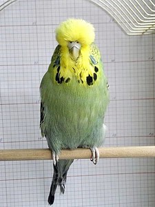 Участник №39 фото