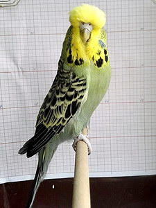 Участник №39 фото