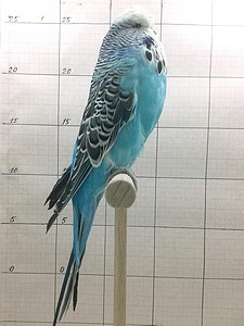 Участник №4 фото