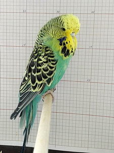 Участник №40 фото