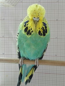 Участник №40 фото