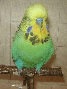 Участник №41 фото