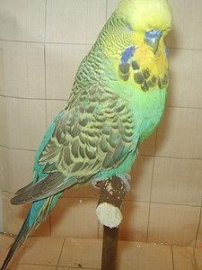 Участник №41 фото