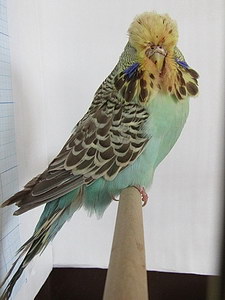 Участник №43 фото