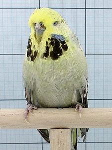 Участник №44 фото