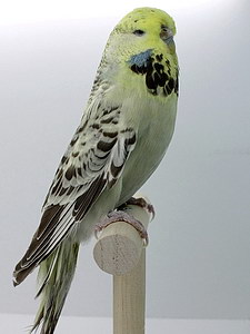 Участник №44 фото