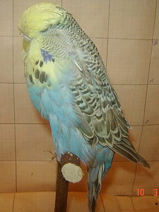 Участник №46 фото